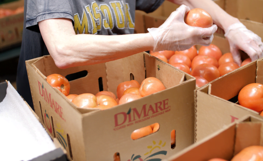 Packing Tomatoes